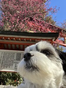 チップ　馬橋　梅